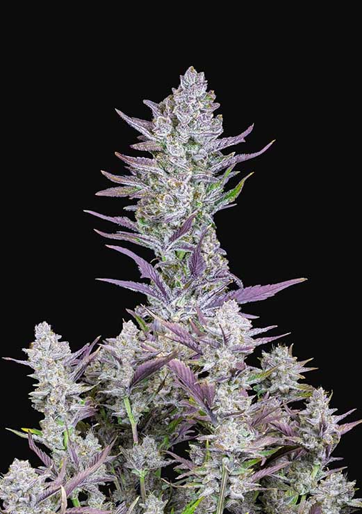 Buy Fast Buds Wedding Glue Auto Cannabis Seeds in London