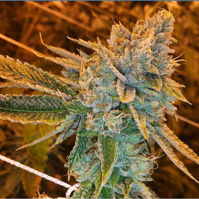 Buy Fast Buds west coast OG  Auto Cannabis Seeds in London